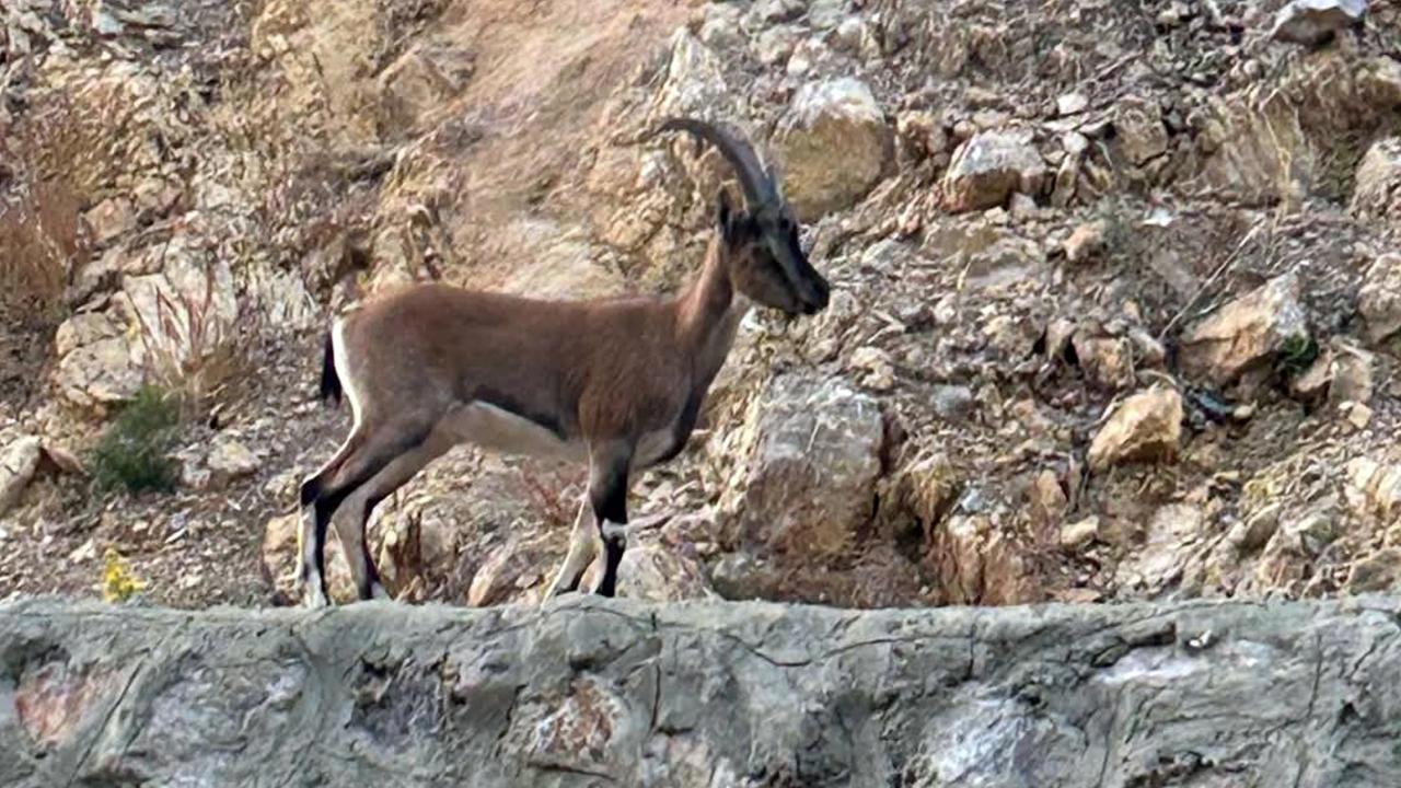 Yaban Keçisini Avlayan Kişiye Ağır Cezai İşlem